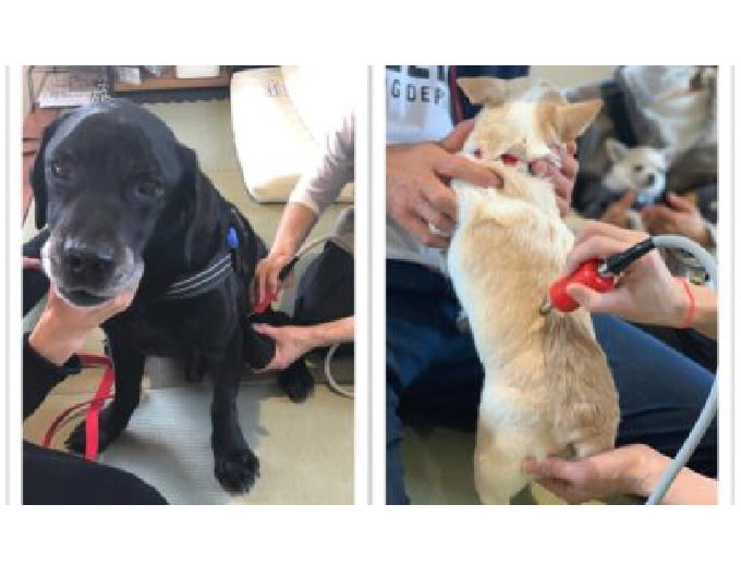 メディセルケアドッグ