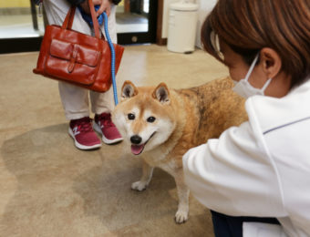 獣医師カウンセリング